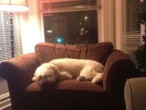 Murph Chair Murphy in his Favorite Chair